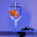 Appearing Fish C-LIFE